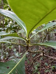 Psychotria grandis