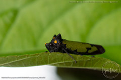 Zyzzogeton viridipennis
