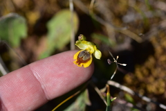 Ophrys sicula