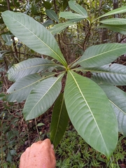 Psychotria grandis