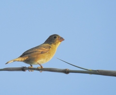 Sporophila frontalis