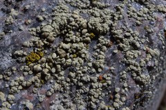 Lecanora polytropa