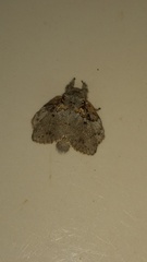 Euglyphis praedicabilis