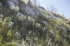 Grubbia tomentosa