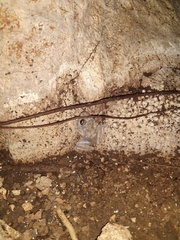 Craugastor yucatanensis