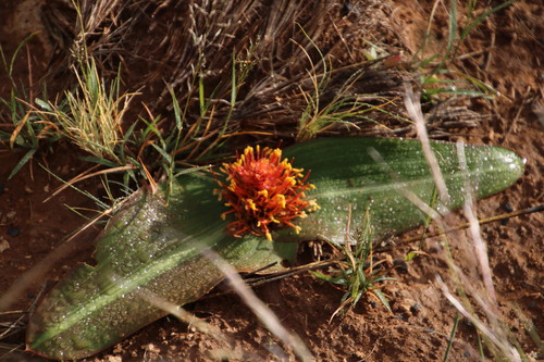 Image of Daubenya marginata by (c) Tony Rebelo, some rights reserved (CC BY-SA)
