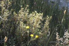 Grubbia tomentosa