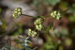 Valerianella discoidea