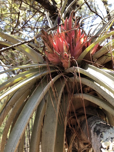 Tillandsia carlsoniae, photograph 3