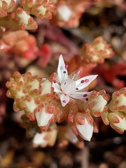 Sedum anglicum
