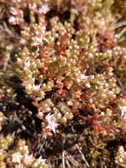 Sedum anglicum