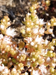 Sedum anglicum