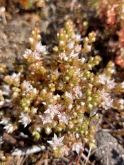 Sedum anglicum