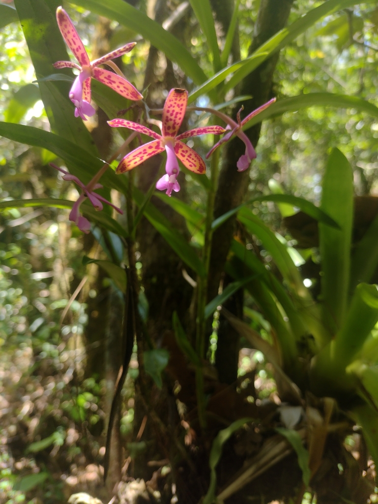 Epidendrum cnemidophorum Lindl.