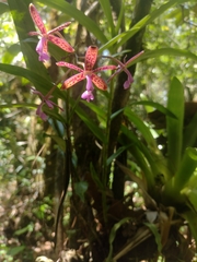 Epidendrum cnemidophorum