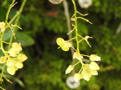 Biscutella vicentina