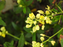 Biscutella vicentina