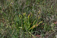 Hyacinthus orientalis