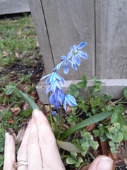Scilla siberica