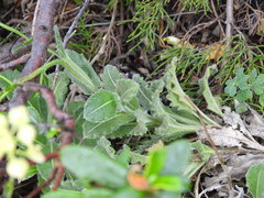 Biscutella vicentina