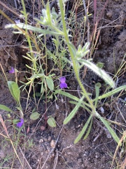 Collinsia parryi