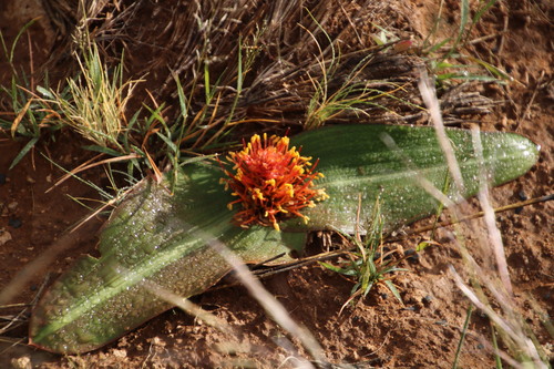 Image of Daubenya marginata by (c) Tony Rebelo, some rights reserved (CC BY-SA)
