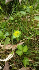Chrysosplenium alternifolium