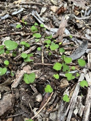 Muehlenbeckia australis