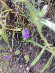 Collinsia parryi