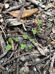 Muehlenbeckia australis