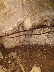 Craugastor yucatanensis