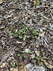 Muehlenbeckia australis