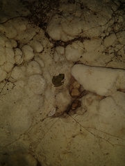 Craugastor yucatanensis