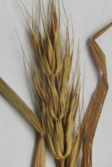 Elymus virginicus virginicus