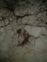 Craugastor yucatanensis