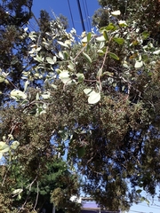 Struthanthus interruptus