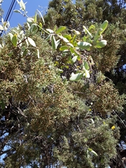 Struthanthus interruptus