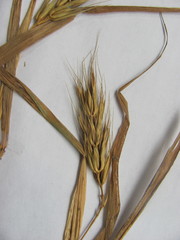 Elymus virginicus virginicus