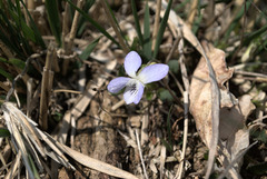 Viola lactea