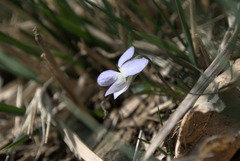 Viola lactea
