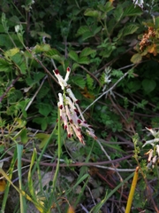 Fumaria flabellata