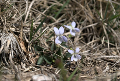 Viola lactea