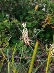 Fumaria flabellata