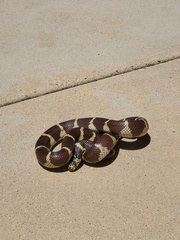Lampropeltis californiae