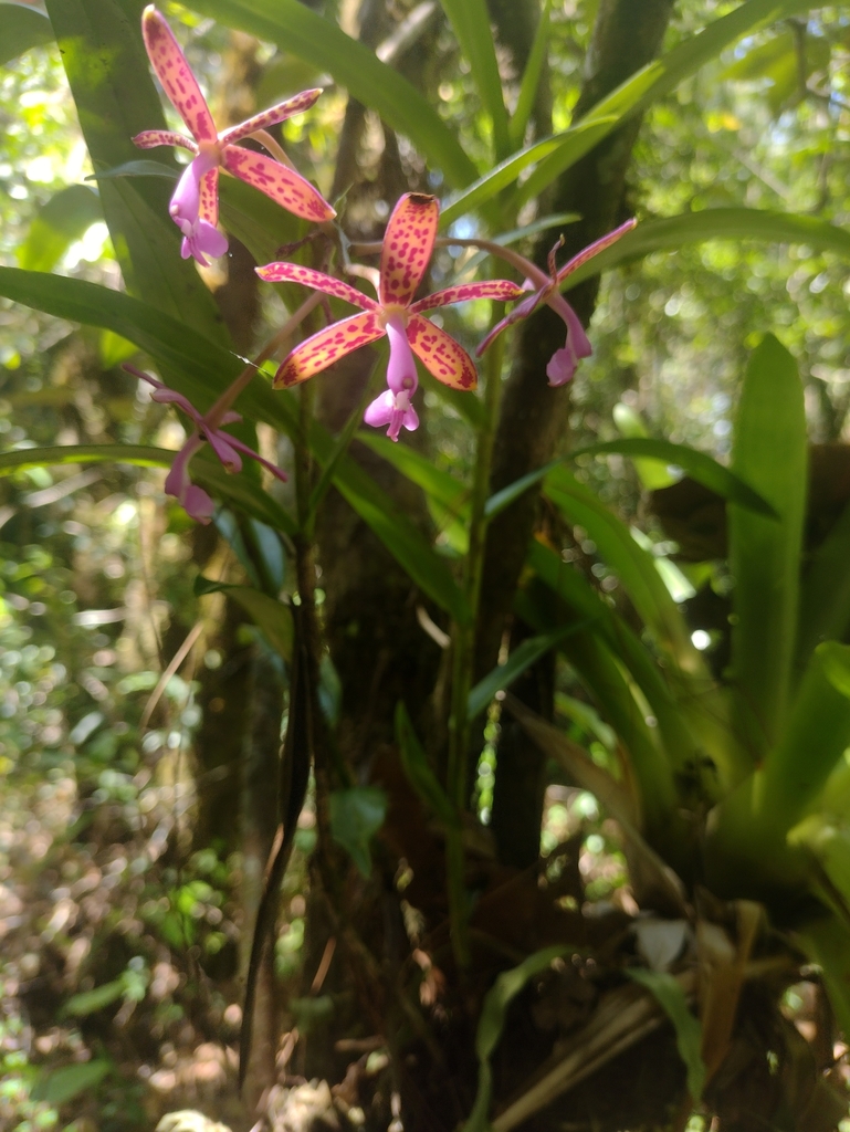 Epidendrum cnemidophorum Lindl. 2