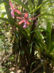 Epidendrum cnemidophorum