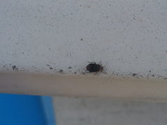 Charagochilus gyllenhalii
