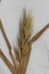 Elymus virginicus virginicus