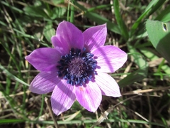 Anemone
