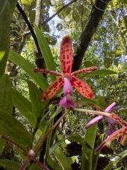Epidendrum cnemidophorum